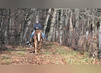 Quarter Pony, Castrone, 13 Anni, 127 cm, Red dun