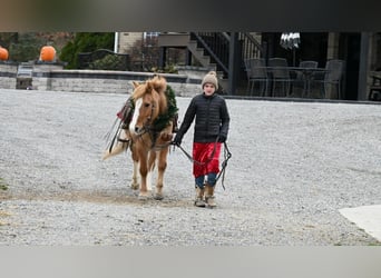 Quarter Pony, Castrone, 13 Anni, 127 cm, Red dun