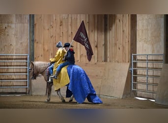 Quarter Pony, Castrone, 13 Anni, 127 cm, Red dun