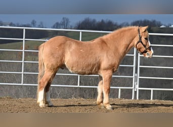 Quarter Pony, Castrone, 13 Anni, 127 cm, Red dun
