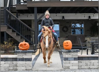 Quarter Pony, Castrone, 13 Anni, 127 cm, Red dun