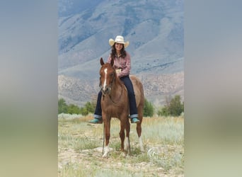 Quarter Pony, Castrone, 13 Anni, 135 cm, Roano rosso