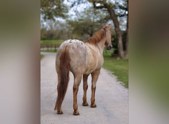 Quarter Pony, Castrone, 13 Anni, 137 cm, Red dun