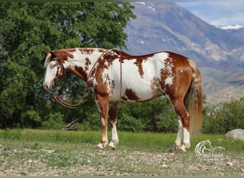 Quarter Pony, Castrone, 13 Anni, 137 cm, Sauro ciliegia