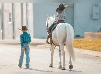 Quarter Pony, Castrone, 13 Anni, 140 cm, Bianco