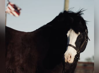 Quarter Pony, Castrone, 13 Anni, 140 cm, Morello