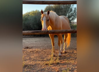 Quarter Pony, Castrone, 13 Anni, 150 cm, Palomino
