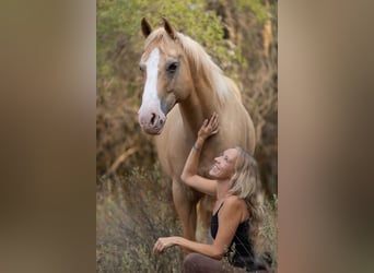 Quarter Pony, Castrone, 13 Anni, 150 cm, Palomino