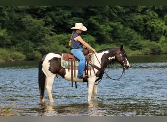 Quarter Pony, Castrone, 13 Anni, Pezzato