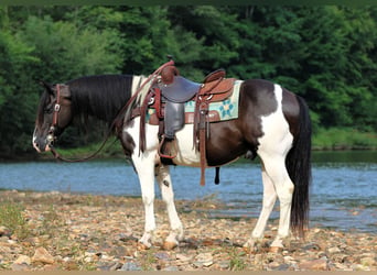 Quarter Pony, Castrone, 13 Anni, Pezzato