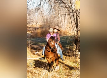 Quarter Pony, Castrone, 14 Anni, 122 cm, Baio ciliegia