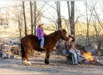 Quarter Pony, Castrone, 14 Anni, 122 cm, Baio ciliegia
