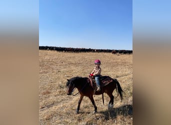 Quarter Pony, Castrone, 14 Anni, 122 cm, Baio ciliegia