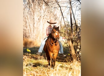Quarter Pony, Castrone, 14 Anni, 122 cm, Baio ciliegia