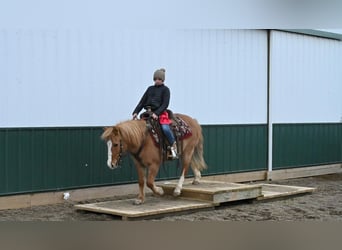 Quarter Pony, Castrone, 14 Anni, 127 cm, Red dun