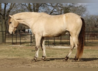 Quarter Pony, Castrone, 14 Anni, 132 cm, Pelle di daino