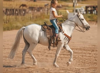 Quarter Pony, Castrone, 14 Anni, 140 cm, Bianco