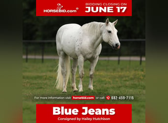 Quarter Pony, Castrone, 14 Anni, 142 cm, Grigio