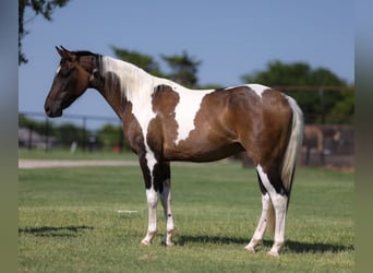 Quarter Pony, Castrone, 14 Anni, 142 cm, Pezzato