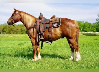 Quarter Pony, Castrone, 14 Anni, 142 cm, Sauro ciliegia