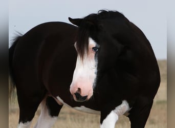 Quarter Pony, Castrone, 15 Anni, 127 cm, Morello