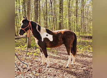 Quarter Pony, Castrone, 15 Anni, 132 cm, Tobiano-tutti i colori