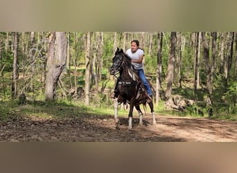 Quarter Pony, Castrone, 15 Anni, 132 cm, Tobiano-tutti i colori