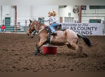 Quarter Pony, Castrone, 19 Anni, Baio roano