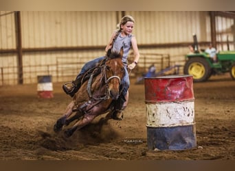 Quarter Pony, Castrone, 19 Anni, Baio roano