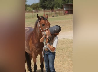 Quarter Pony, Castrone, 19 Anni, Baio roano