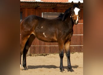 Quarter Pony, Castrone, 1 Anno, 148 cm, Overo-tutti i colori