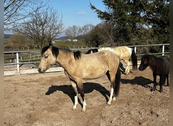 Quarter Pony, Castrone, 2 Anni, 145 cm, Pelle di daino