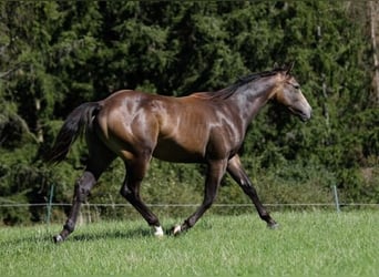 Quarter Pony, Castrone, 2 Anni, 149 cm, Pelle di daino