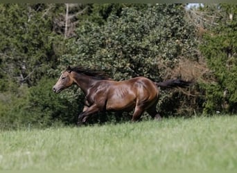 Quarter Pony, Castrone, 2 Anni, 149 cm, Pelle di daino