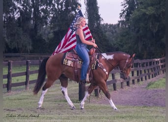 Quarter Pony, Castrone, 3 Anni, 142 cm, Pezzato