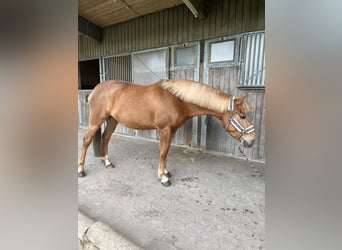 Quarter Pony Mix, Castrone, 3 Anni, 148 cm, Sauro