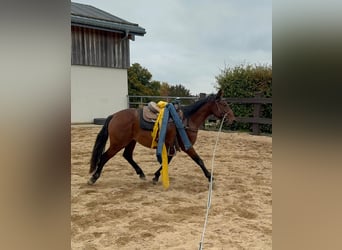 Quarter Pony Mix, Castrone, 3 Anni, 150 cm, Baio