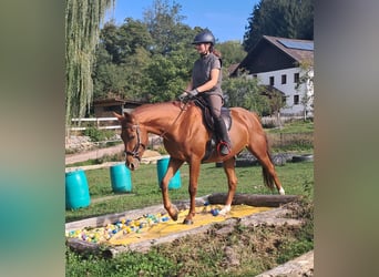 Quarter Pony, Castrone, 3 Anni, 152 cm, Sauro