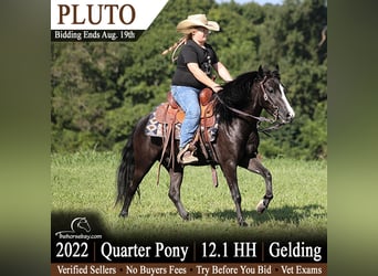 Quarter Pony, Castrone, 4 Anni, 124 cm, Morello