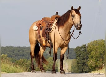 Quarter Pony, Castrone, 4 Anni, 137 cm, Pelle di daino