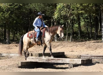 Quarter Pony, Castrone, 4 Anni, 137 cm, Pelle di daino