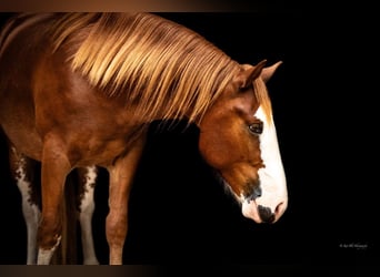 Quarter Pony, Castrone, 4 Anni, 140 cm, Sauro ciliegia