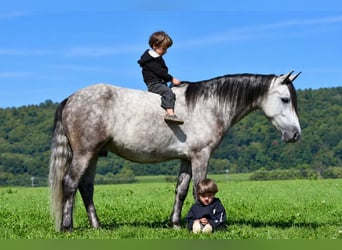 Quarter Pony, Castrone, 4 Anni, 142 cm, Grigio pezzato
