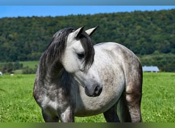 Quarter Pony, Castrone, 4 Anni, 142 cm, Grigio pezzato