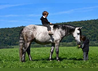 Quarter Pony, Castrone, 4 Anni, 142 cm, Grigio pezzato