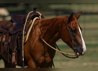 Quarter Pony, Castrone, 4 Anni, 142 cm, Sauro ciliegia