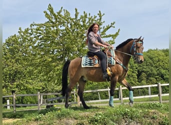 Quarter Pony Mix, Castrone, 4 Anni, 152 cm, Baio