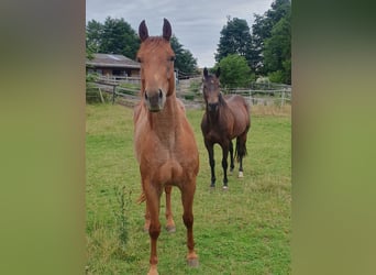 Quarter Pony, Castrone, 4 Anni, 155 cm, Roano rosso