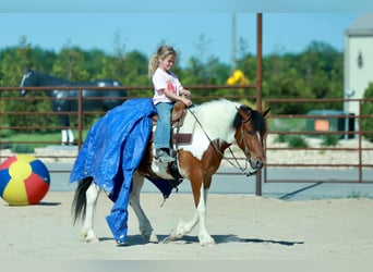 Quarter Pony, Castrone, 4 Anni, Pezzato