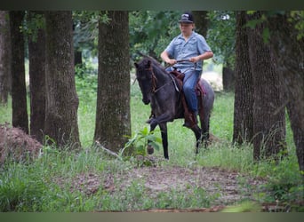 Quarter Pony, Castrone, 4 Anni, Roano blu